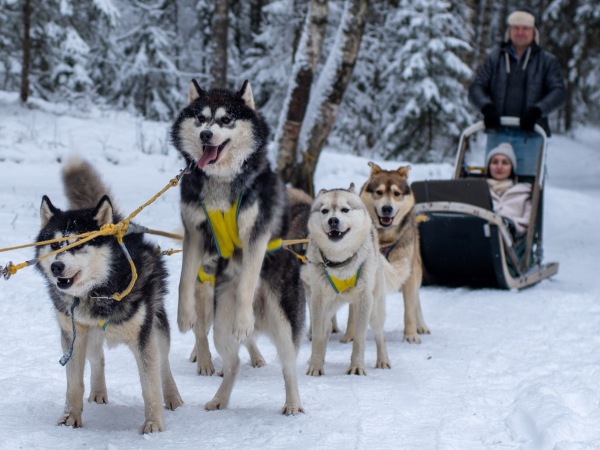Тур 2 дня: "Карельские мотивы: Волшебство водопадов, жизнь викингов и мир хаски"